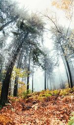 Trees growing in forest during autumn