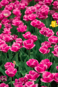 Close-up of pink flowering plants