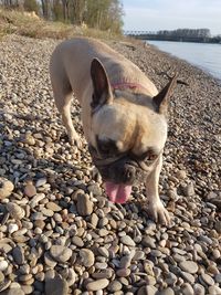 View of a dog on rock