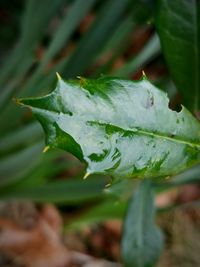 Close-up of wet plant