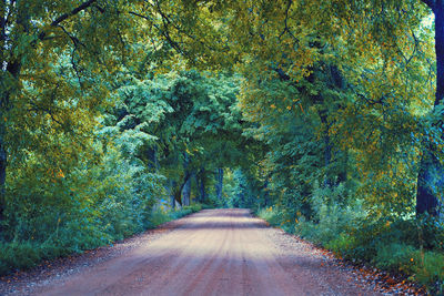 Road amidst trees in forest during autumn