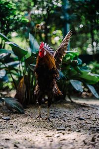 Close-up of a bird flying over a land