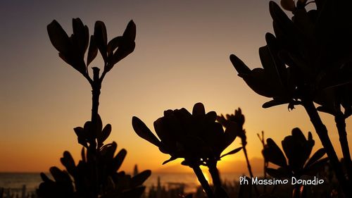 Close-up of silhouette plants against sky during sunset