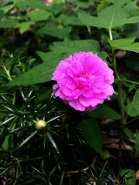 High angle view of pink flower blooming on field