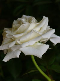 Close-up of white rose