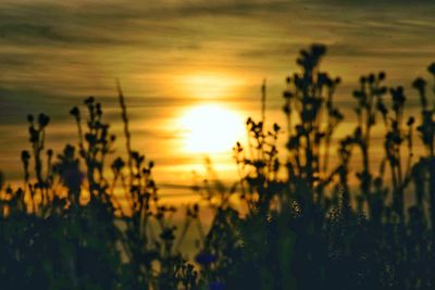 Silhouette plants against orange sky during sunset