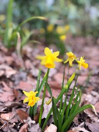 Close-up of yellow flowering plant on field