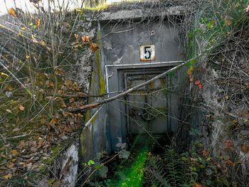 Ivy growing in abandoned building