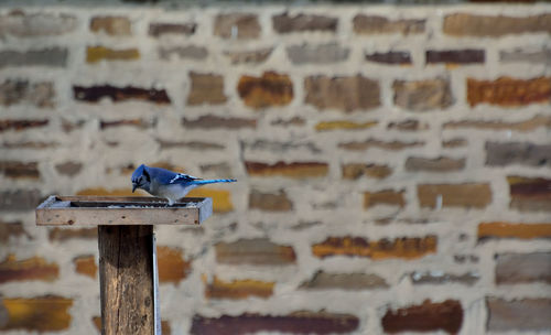 Close-up of bird perching on wood against wall