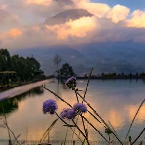 Purple flowering plants by lake against sky during sunset
