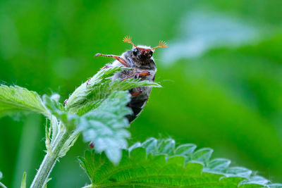 Close-up of butterfly pollinating on leaf
