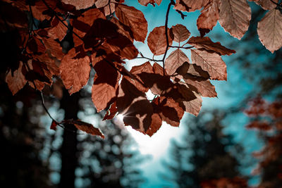 Close-up of autumnal leaves against blurred background