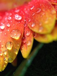 Close-up of water drops on flower