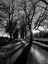 Bare trees on field against sky