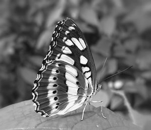 Close-up of butterfly on flower