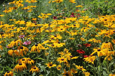 flowering plant