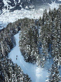 High angle view of snow covered trees in forest