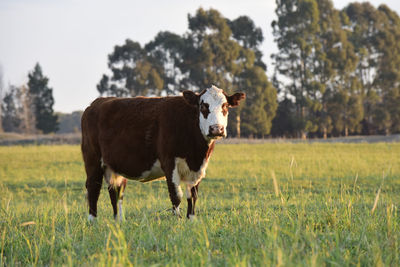 Cow standing on field