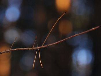 Close-up of clothespins