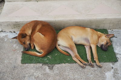 High angle view of dog sleeping