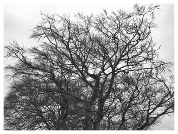 Bare tree against sky during winter
