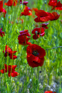 Close-up of red poppy flowers on field