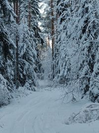 Snow covered trees in forest