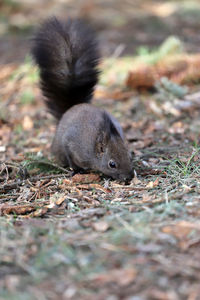 Close-up of squirrel on rock