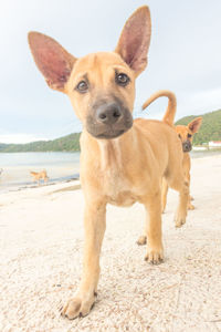Portrait of dog on beach