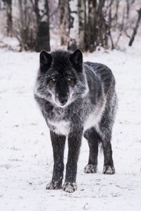 Portrait of dog on snow field