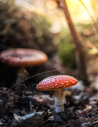 Close-up of fly agaric mushroom on field