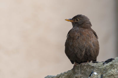 Close-up of bird perching on rock