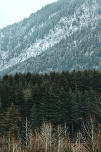 Scenic view of forest in winter