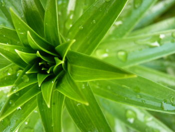 Full frame shot of wet leaves