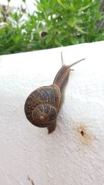 Close-up of snail