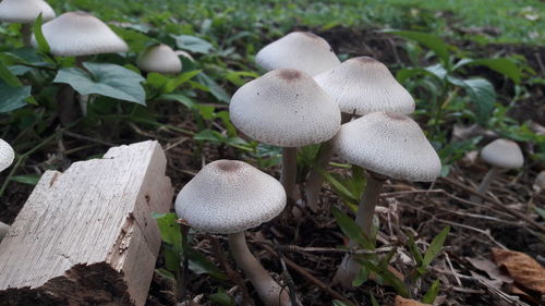 Close-up of mushroom on field