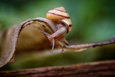 Close-up of snail on leaf