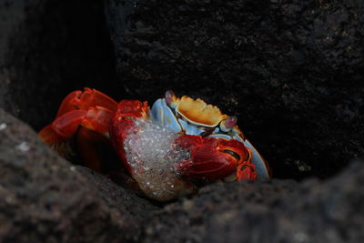 Close-up of crab on rock