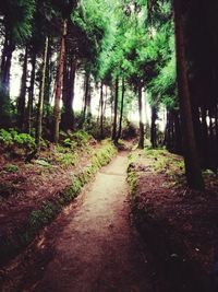 Trees in forest