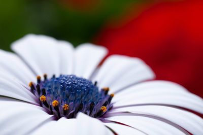 Close-up of white flower