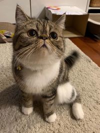 Close-up portrait of a cat at home