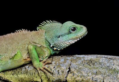 Close-up of a lizard on tree