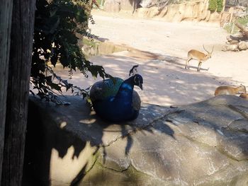 High angle view of birds perching on a tree