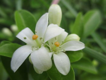 Close-up of flowers blooming outdoors