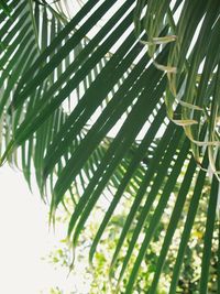 Close-up of palm tree leaves