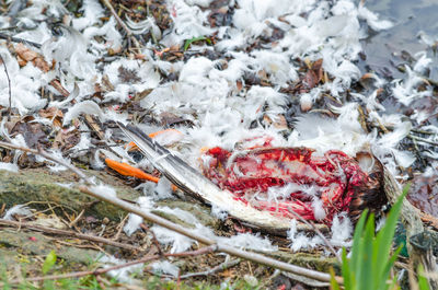 High angle view of dead bird carcass with scattered feathers in swamp