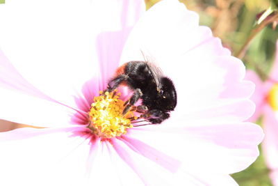 Close-up of bee pollinating on flower