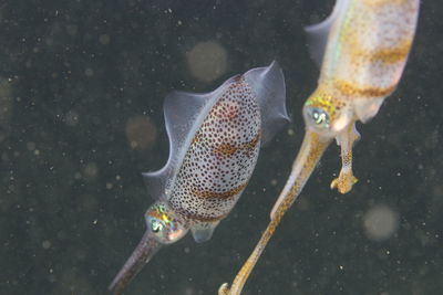 Close-up of fish swimming in sea