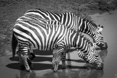 Close-up of zebra standing by water