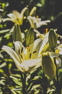 Close-up of white flowering plant
